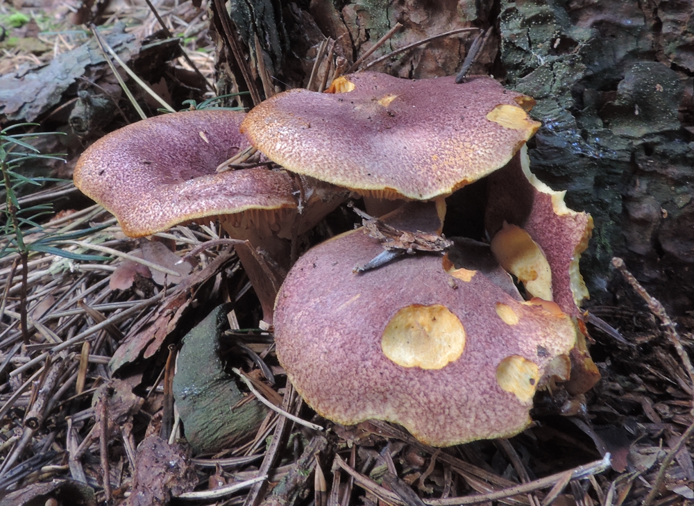 tricholomopsis rutilans x scheda