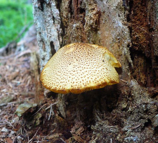 tricholomopsis_decora