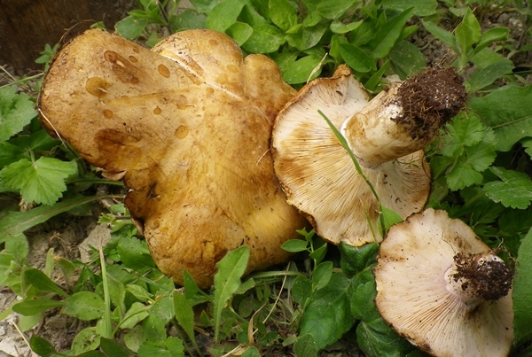 tricholosporum goniospermum fare scheda
