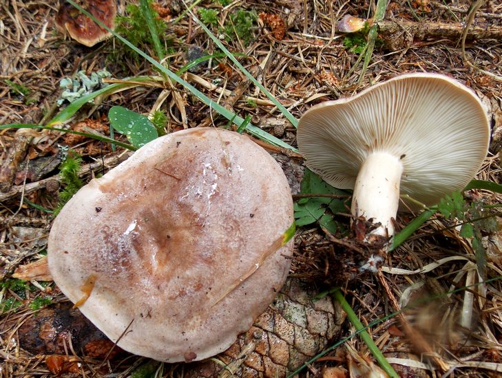 trivialis