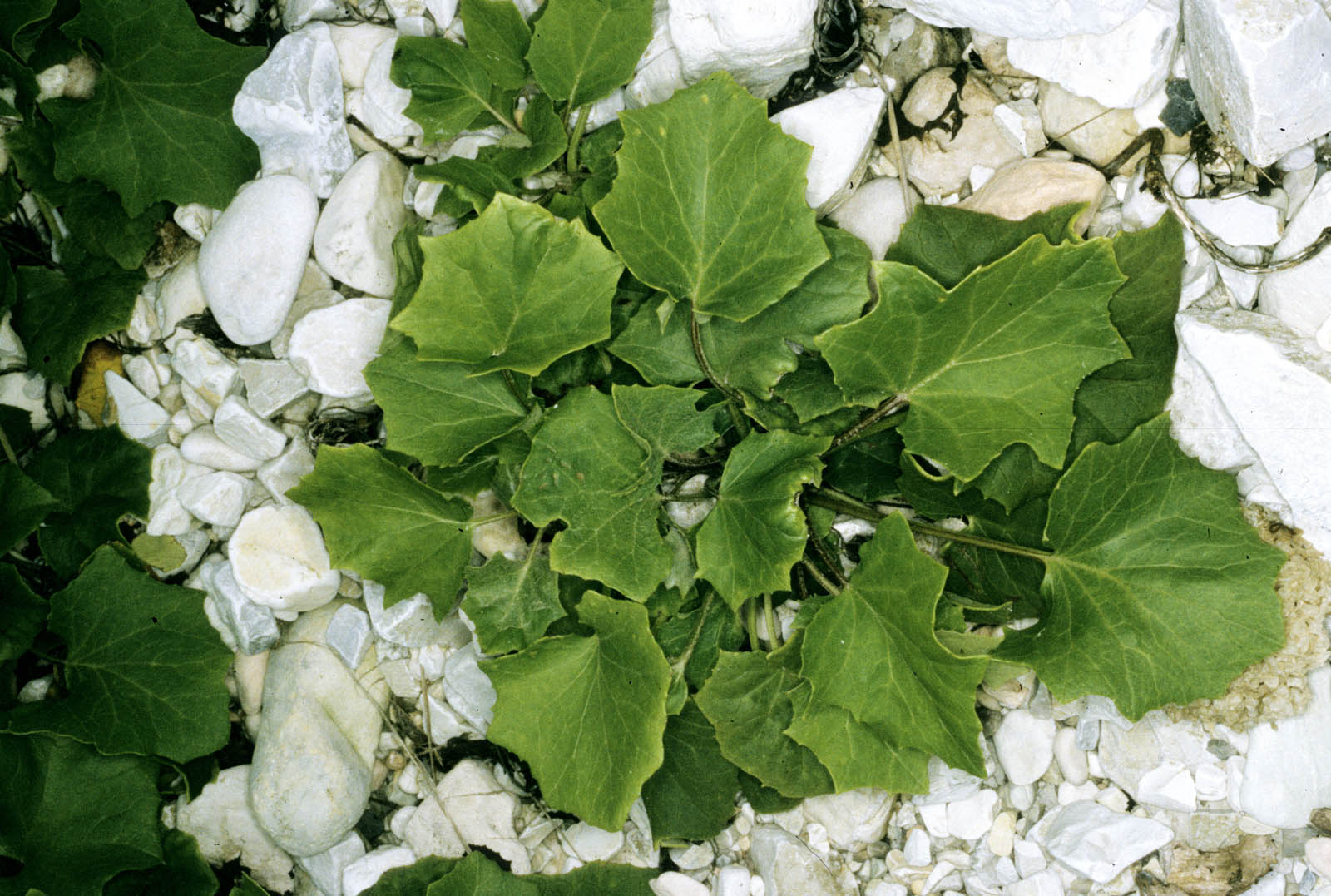 tussilago farfara 673