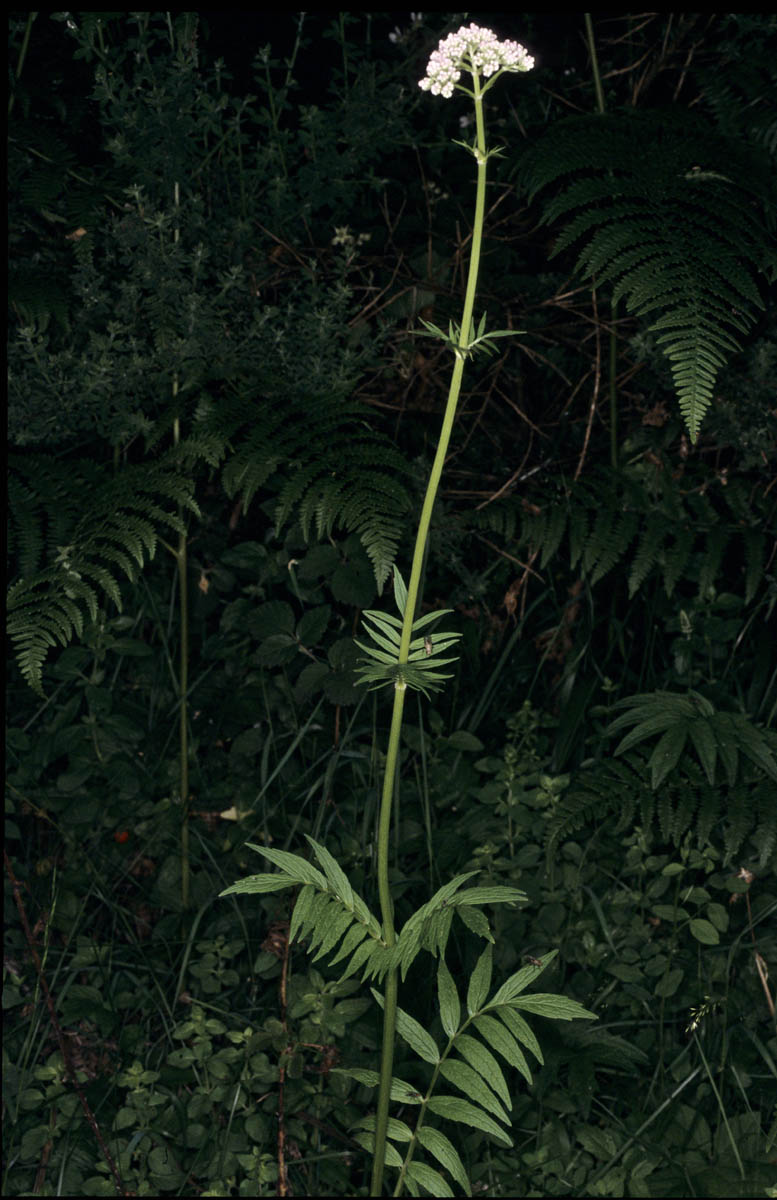 valeriana officinalis 1431