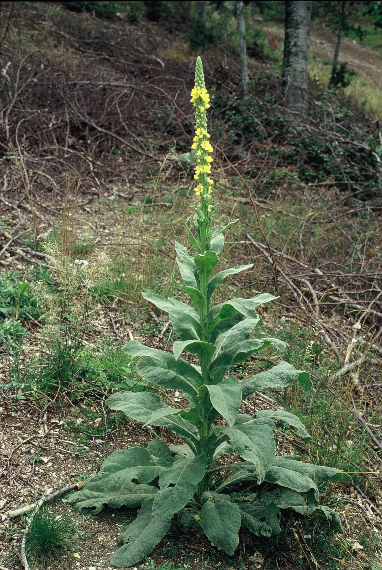 verbascum thapsus 237