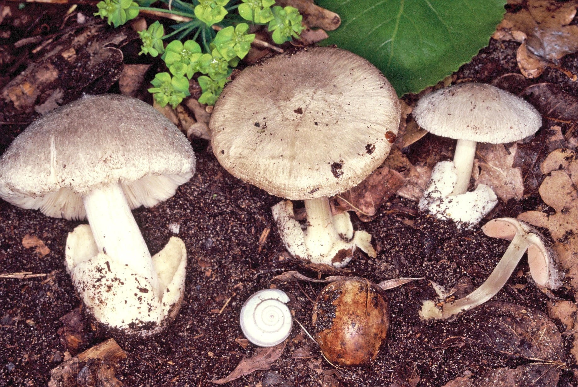 volvariella murinella