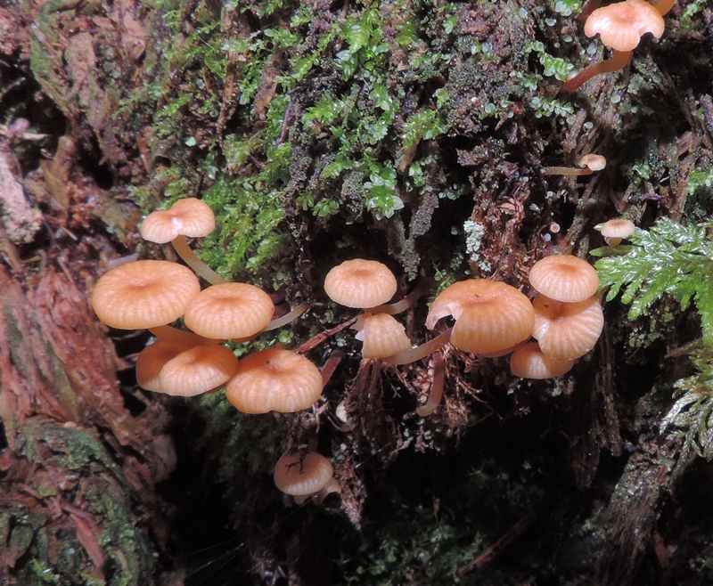 xeromp campanella