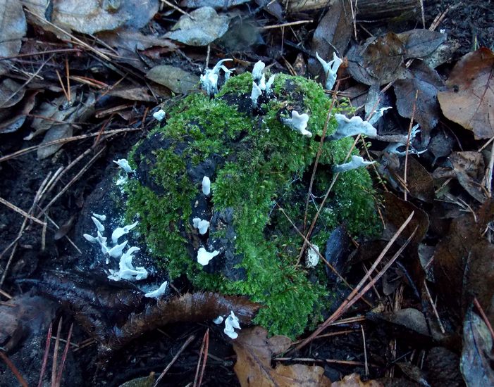 xylaria hypoxylon