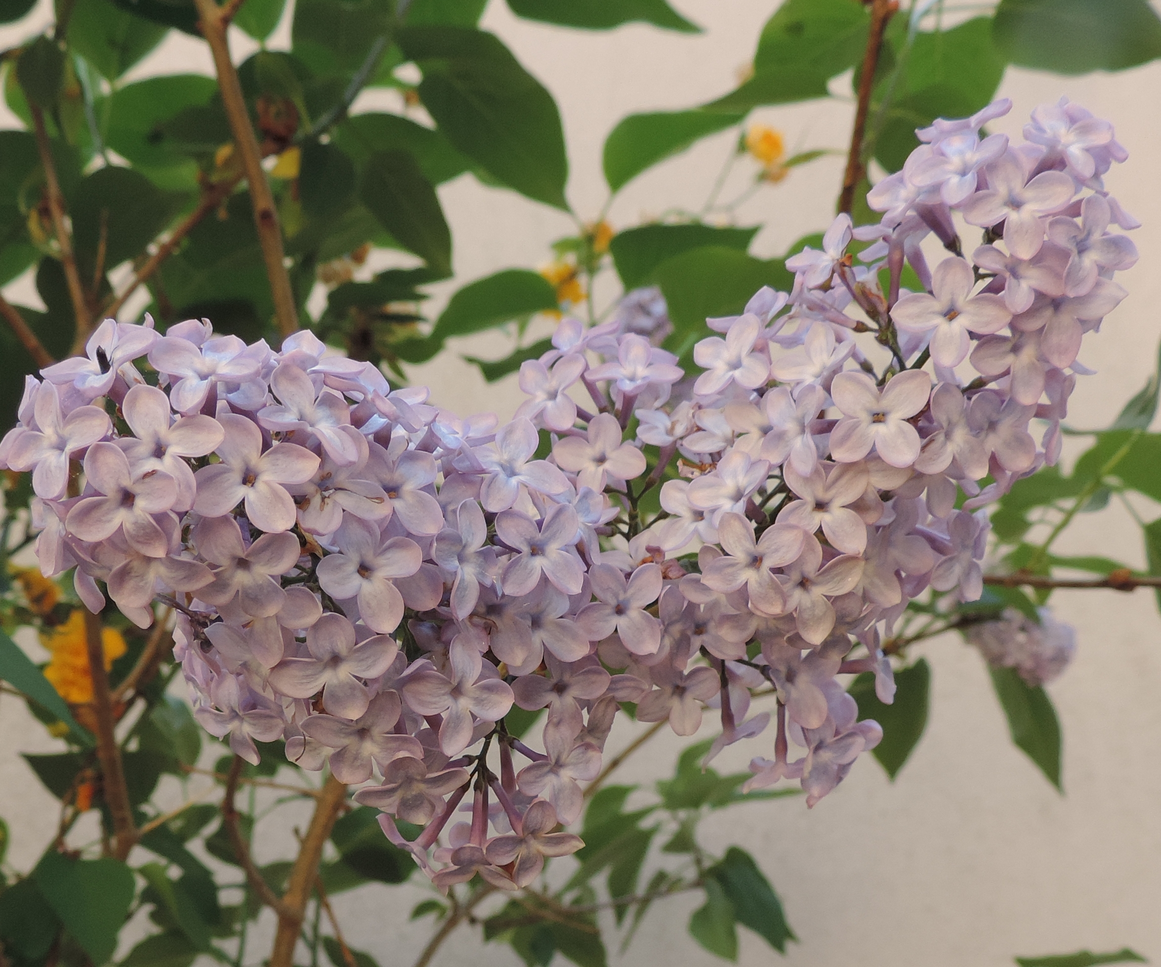 syringavulgarislill