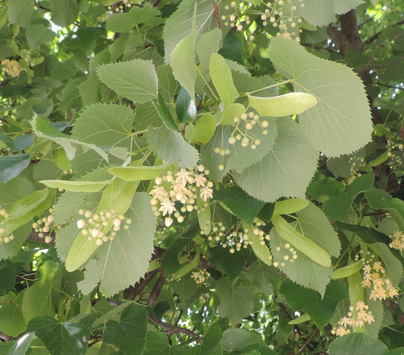 tiliaplatyphyllosilTiglionostrano