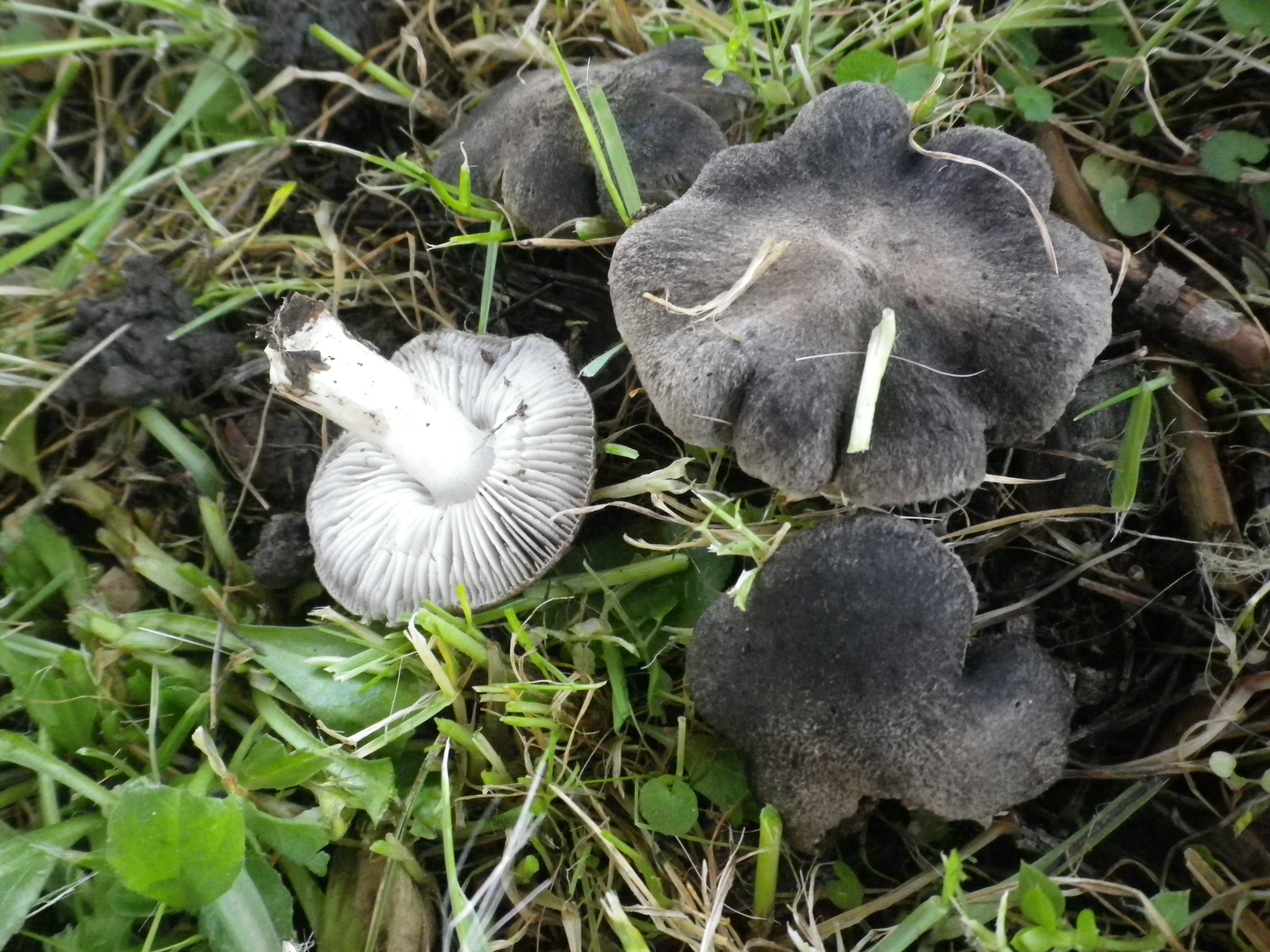 tricholomagausapatum