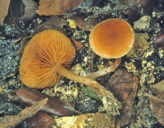 tubaria romagnesiana