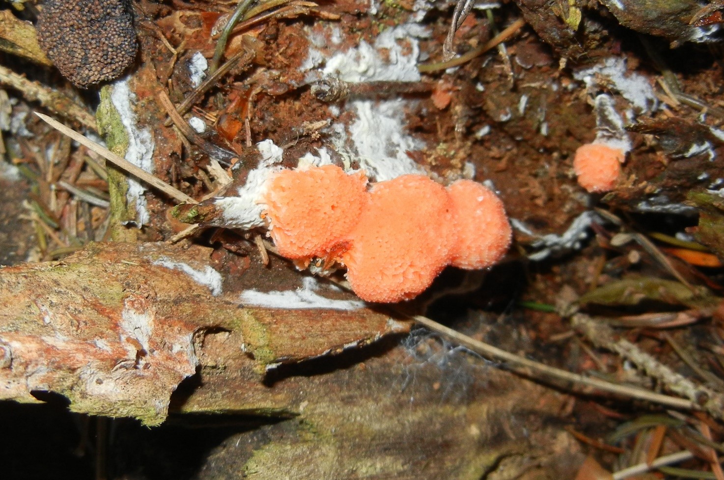 tubifera ferruginosa