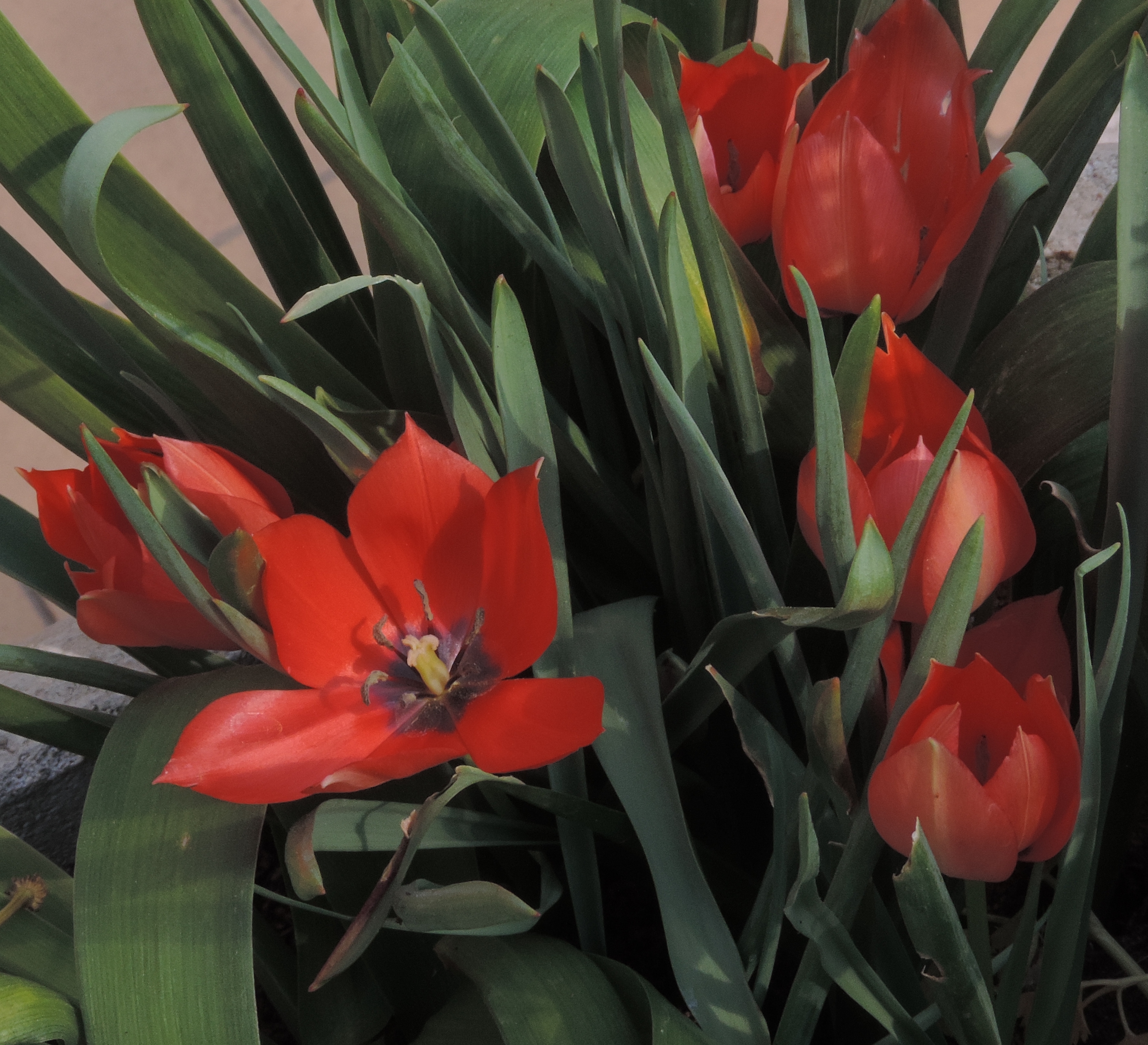 tulipanikaufmanniana