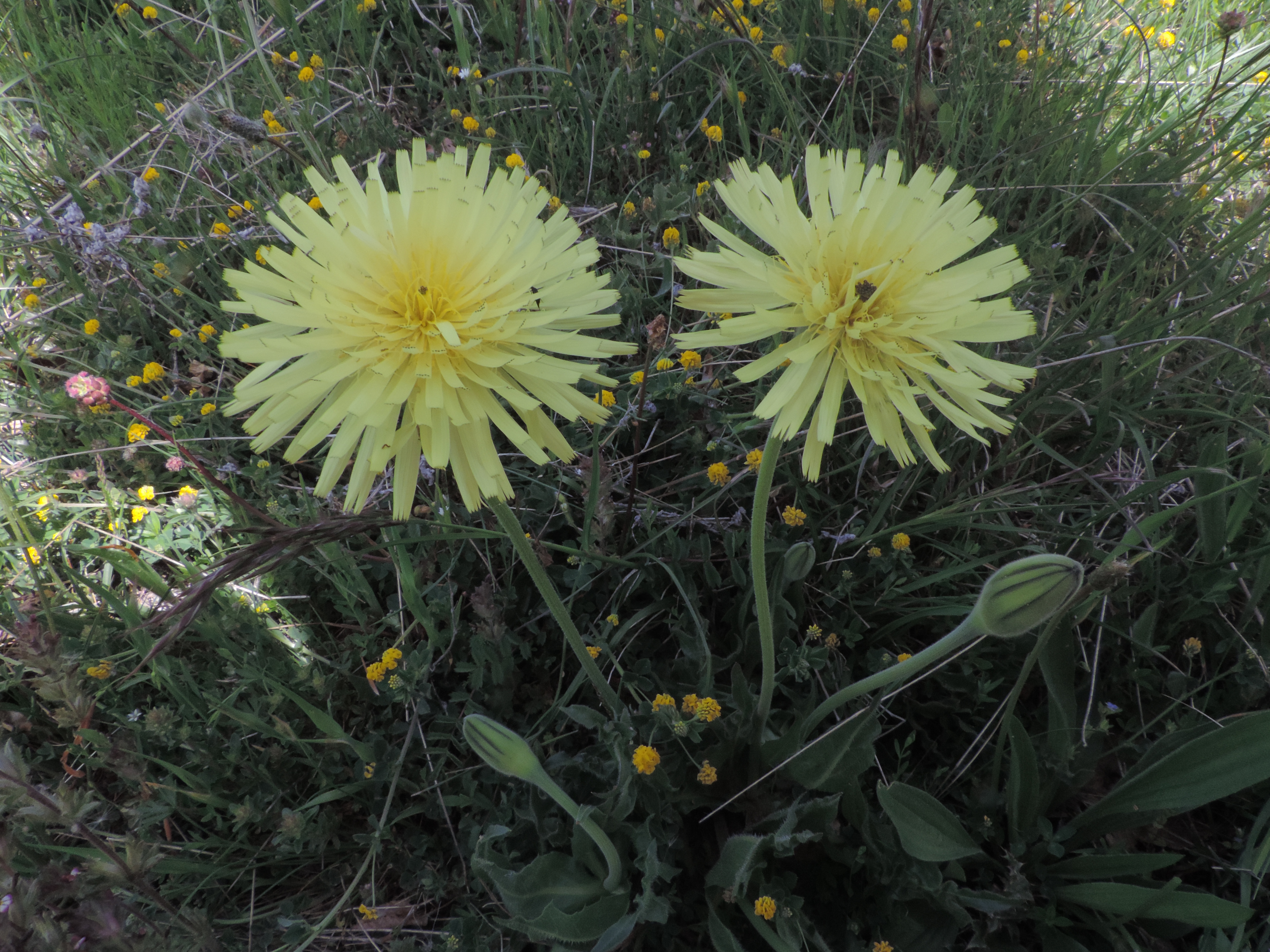 urospermumdelesciampi