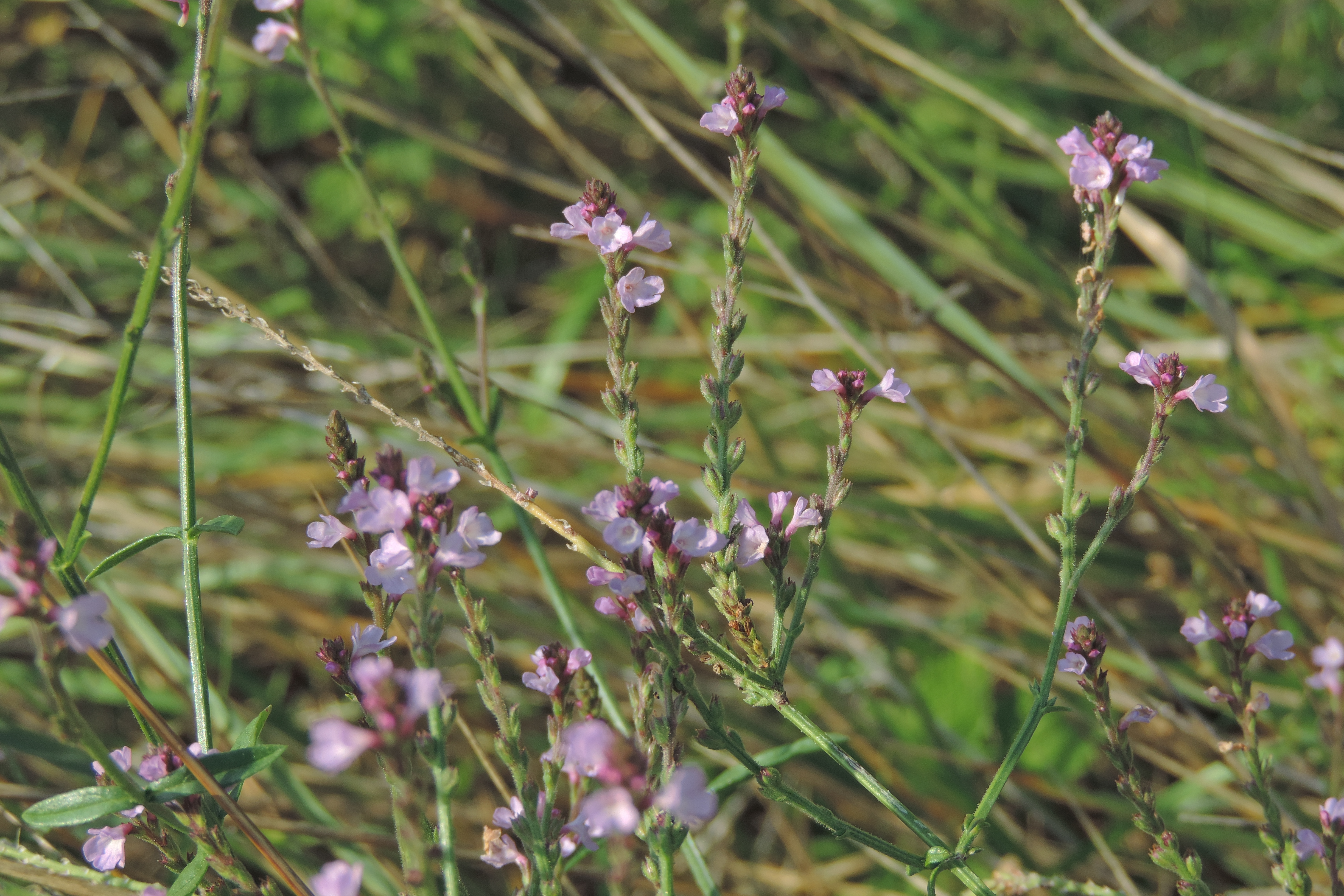 verbenaofficinalis1