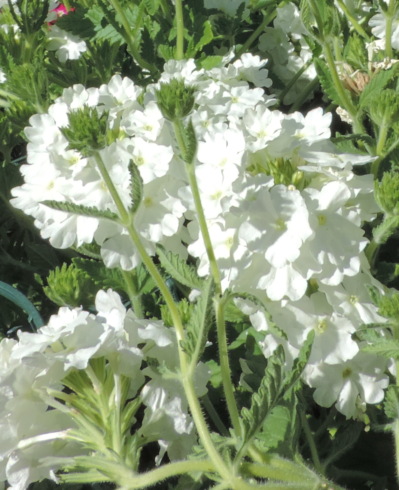 verbenie a fiore bianco OK