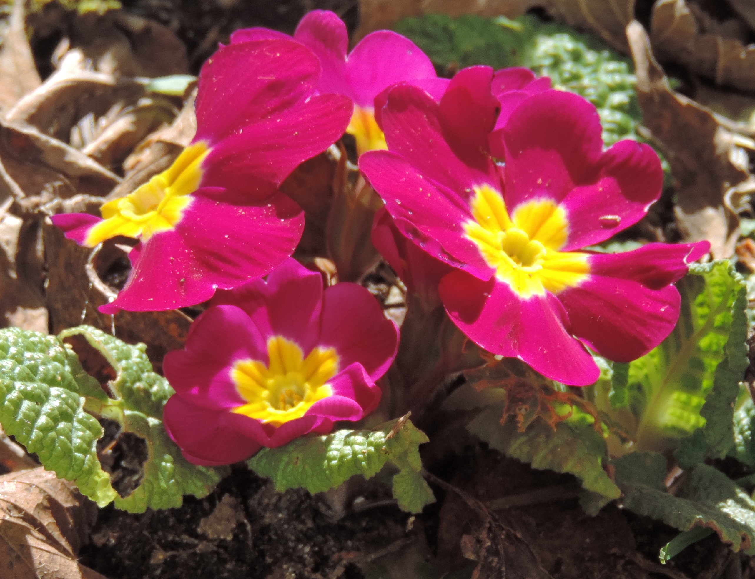 violatricolordue