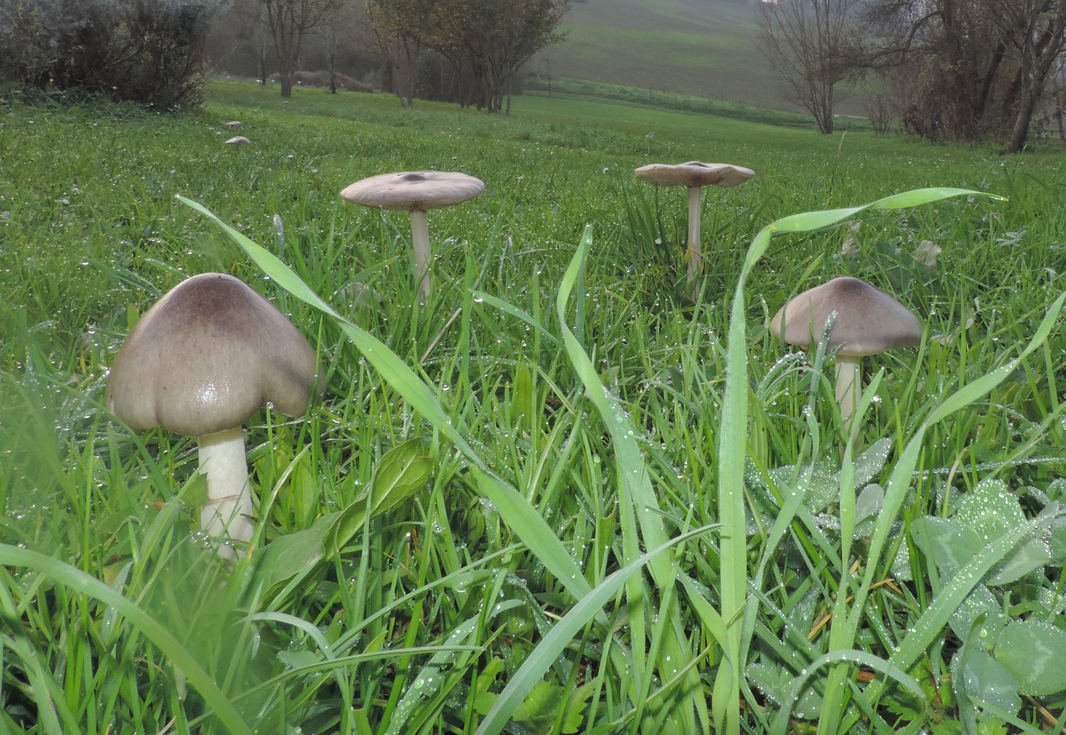volvariellagloiocephala
